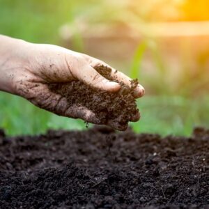 vermicompost